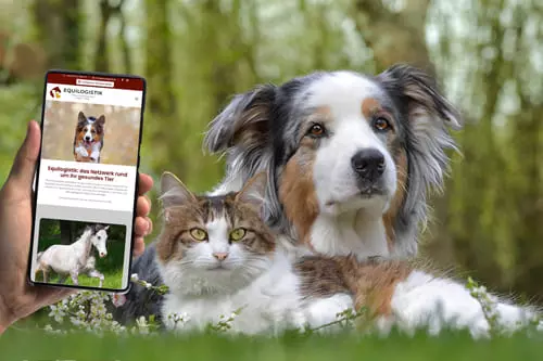 Smartphone zeigt die Website von Equilogistik - Anja Hilgers, im Hintergrund ein Hund und eine Katze auf einer Wiese