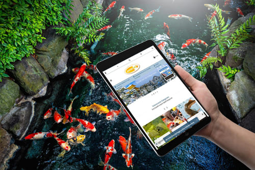 Hand hält Tablet mit Pondovit Onlineshop vor einem Koiteich